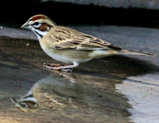 Lark Sparrow 6930