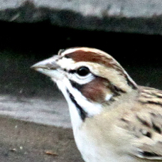 Lark Sparrow 6934