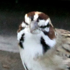 Lark Sparrow 6938