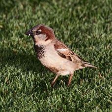 House Sparrow male 1280