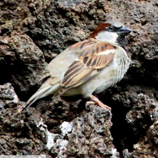 English Sparrow male 2795