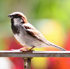 English Sparrow male 2900