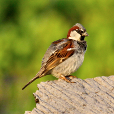 House Sparrow 4501