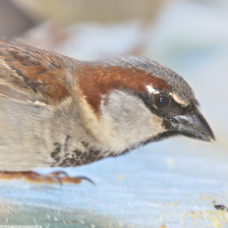 English Sparrow 5379