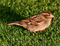 House Sparrow female 1266