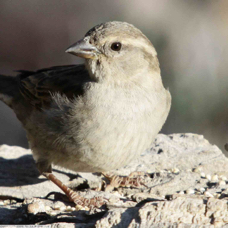 House Sparrow female 8821