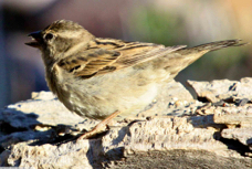 House Sparrow female 8832