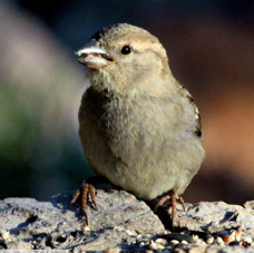 House Sparrow female 9582