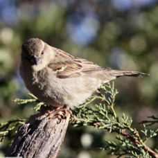 House Sparrow female 9714