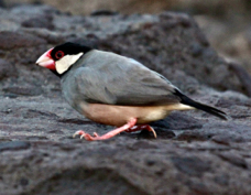Java Sparrow male 4492
