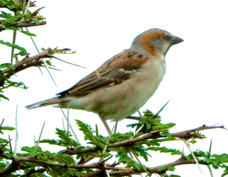 Sparrow Kenya Rufous 7016