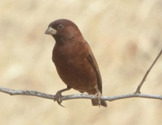 Sparrow Chestnut  4152