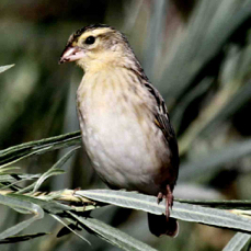 Clay-colored Sparrow 5272