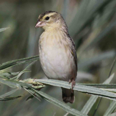 Clay-colored Sparrow 5278