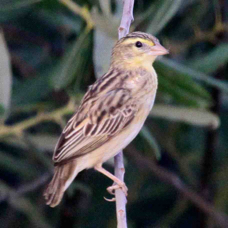 Clay-colored Sparrow 5248