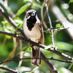 Black-throated Sparrow-32