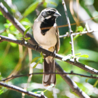 Black-throated Sparrow-34