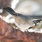 Black-throated Sparrow-38
