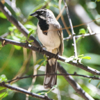 Black-throated Sparrow-39
