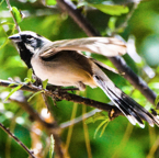 Black-throated Sparrow-44