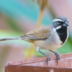 Black-throated Sparrow-160