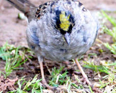 Golden-crowned Sparrow 5416