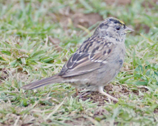 Golden-crowned Sparrow 5422