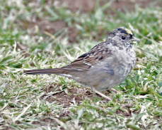 Golden-crowned Sparrow 5428