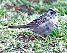Golden-crowned Sparrow 5429