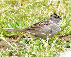 Golden-crowned Sparrow 5438