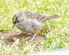 Golden-crowned Sparrow 5449