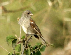 Sparrow Grey-headed 47377