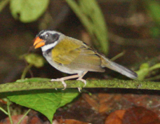 Sparrow Orange-billed 5344 *