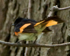 American Redstart male 1696