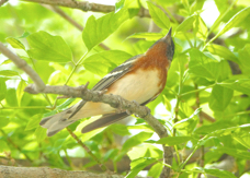 Bay-breasted Warbler 5566