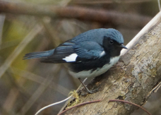 Black-throated Blue Warbler 0316