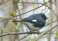 Black-throated Blue Warbler 0335