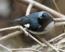 Black-throated Blue Warbler 0881