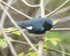 Black-throated Blue Warbler 0951