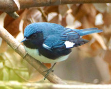 Black-throated Blue Warbler 1050