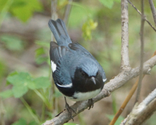 Black-throated Blue Warbler 1084