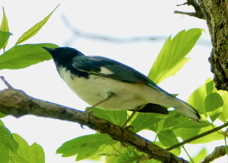 Black-throated Blue Warbler 5498