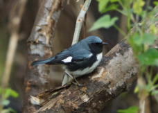 Black-throated Blue Warbler 0311