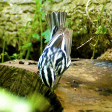 Black and White Warbler 0475