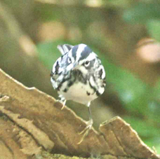 Black and White Warbler 0460