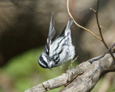 Black and White Warbler 1493
