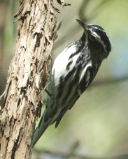 Black and White Warbler 4828