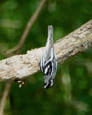 Black and White Warbler 4845