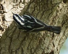 Black and White Warbler 4875