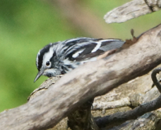 Black and White Warbler 1486